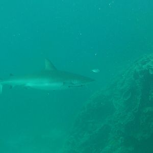 Coral Bay - Shark