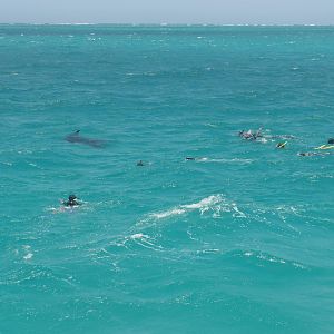Coral Bay - Snorkelling with Mantas