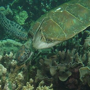 Coral Bay - Turtle