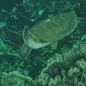 Coral Bay - Turtle