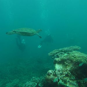 Coral Bay - Turtle