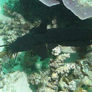 Coral Bay