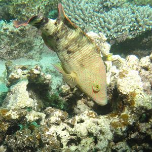 Coral Bay - Parrot Fish