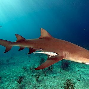 Lemon Shark