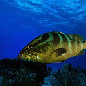 Grouper