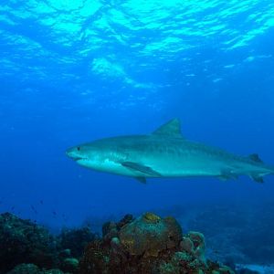 Tiger Shark