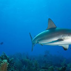 Caribbean Reefy