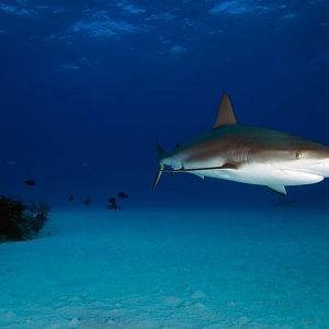 Caribbean Reefy