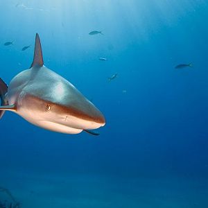 Lots of reef sharks