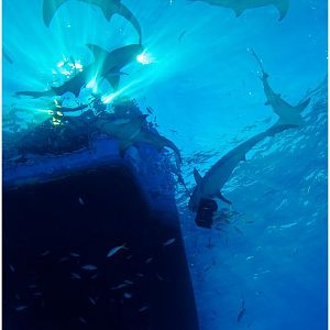 Sharky view of the the Dolphin Dream