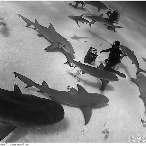 Shark Diver Magazine's Eli Martinez surrounded by three species
