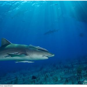 Lemon shark