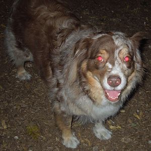 Demon Dog