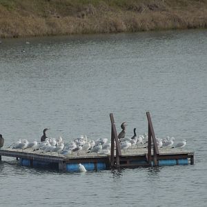 The swim platform has gone to the birds