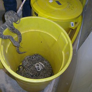 Bucket o' snakes