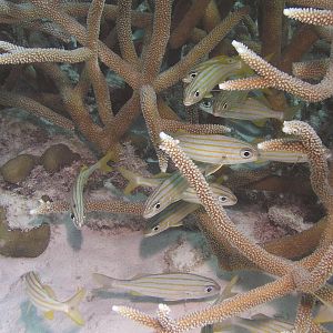 we meet at stags head, they meet at stags horn