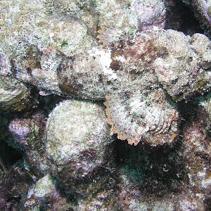 scorpionfish