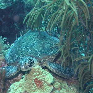 let sleeping turtles lie