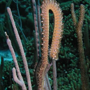 Anybody know what this is?