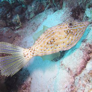 filefish