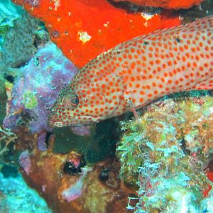 On guard at Bari Reef