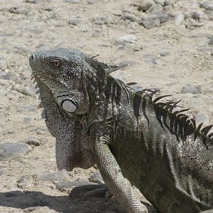 The resident land lizards - aka iguanas