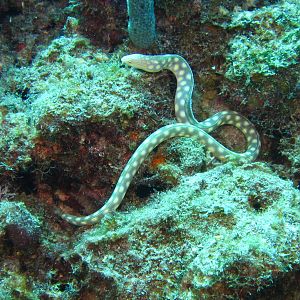 Sharptail Eel