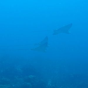 Eagle Rays