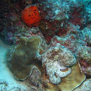 Octopus at Bachelor's Beach