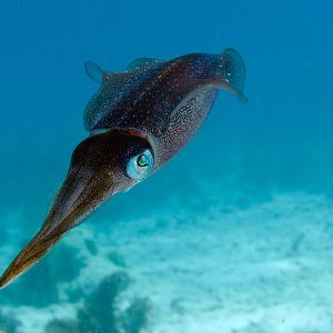 This Ika (squid) got away