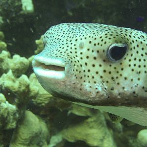 Porcupine fish