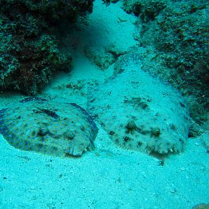 Two Peacock Flounder