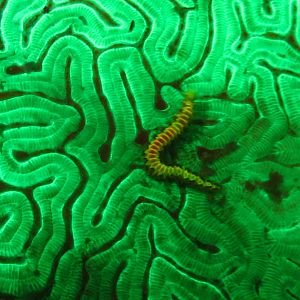 Worm during flourescent dive