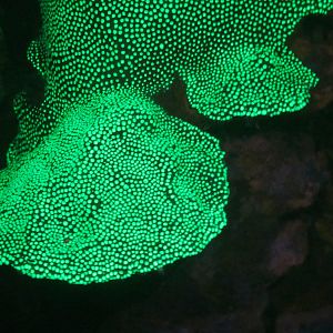 Flourescent coral heads