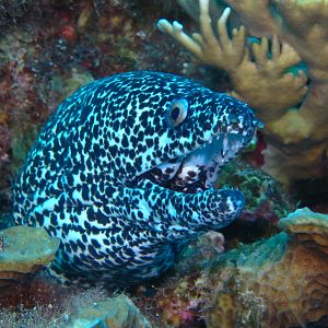 Goldentail Moray