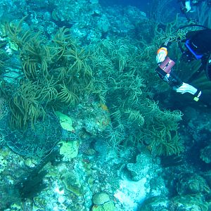 Hyperbaric pic of sleeping turtle