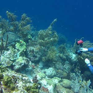 McLot pic of sleeping turtle