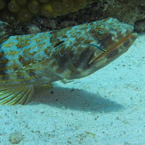 Sand Diver