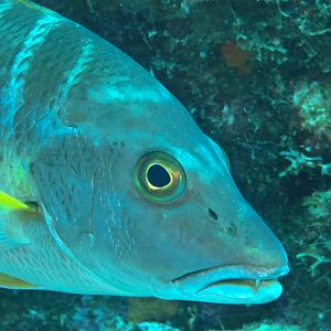 Mutton Snapper Closeup