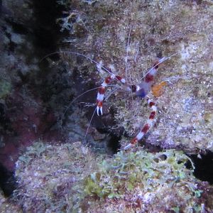Banded Cleaner Shrimp