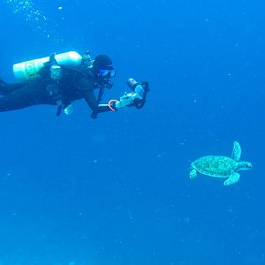 Hyperbaric and turtle