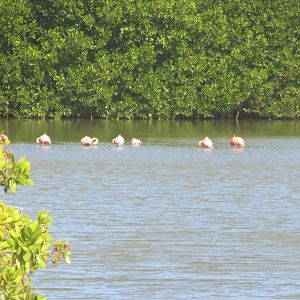 Flamingos in Bonaire