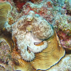 Octopus Closeup Bachelor