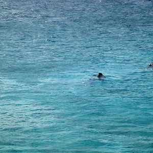 CHUM_in_the_water_-_Bachelor_Beach