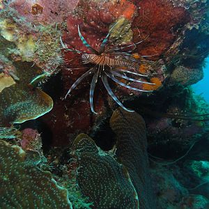 Lionfish