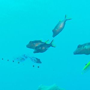 Eggsack or similar being eaten