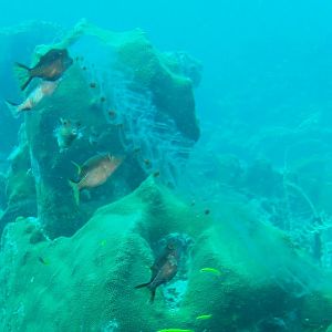 Eggsack or similar being eaten