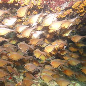 Shoal of fish in cave under cliff step-ladder