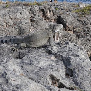 Lizard at Oil Slick dive site