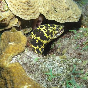Spotted Moray